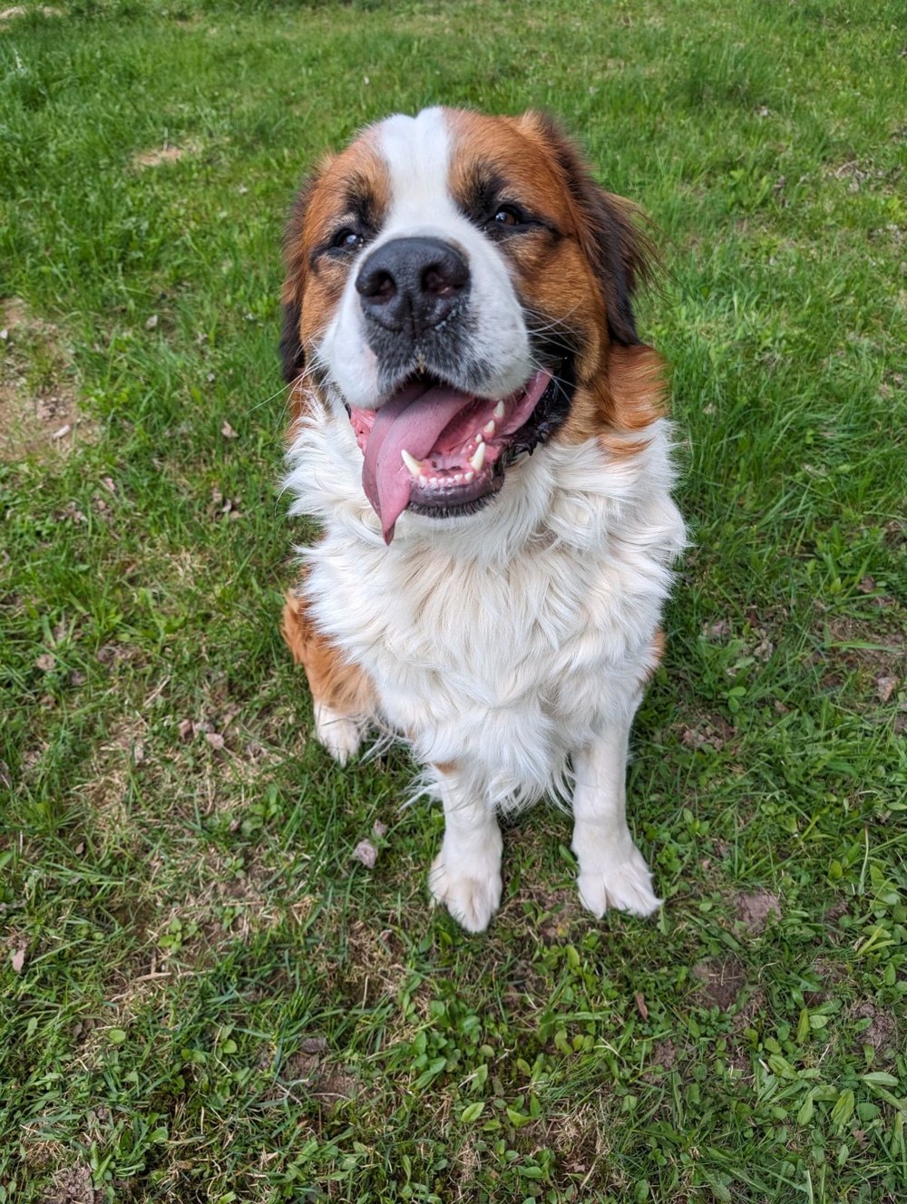Duke, the Harwood greeter, a Saint Bernard sitting on the grass