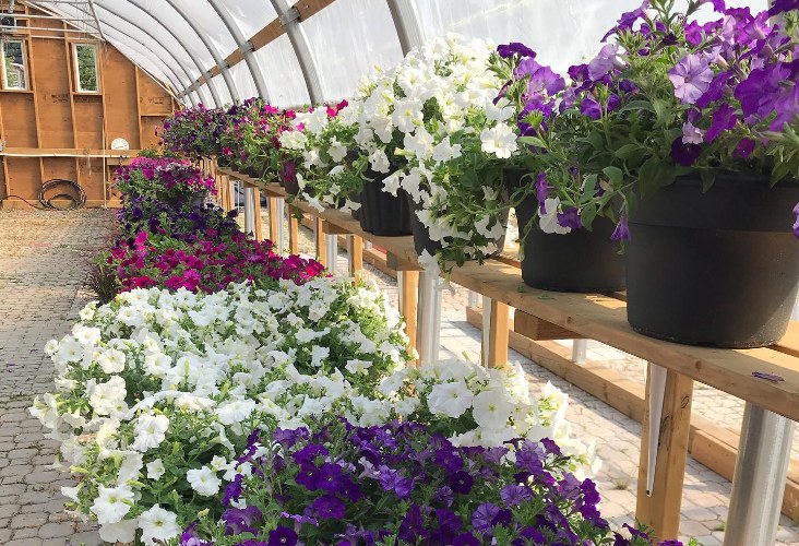 Rows of white and purple petunia hanging baskets inside a Laporte's Nursery greenhouse